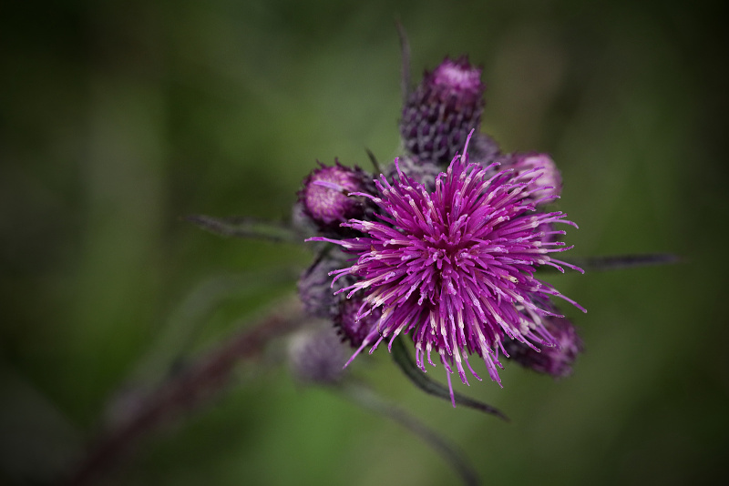 Pcháč bahenní - Cirsium palustre (1)