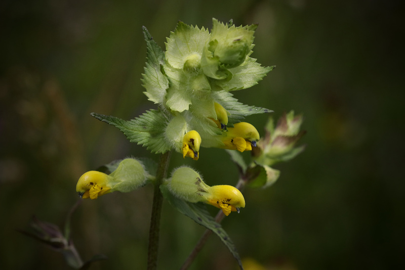 Kokrhel luštinec - Rhinanthus alectorolophus C3 (1)