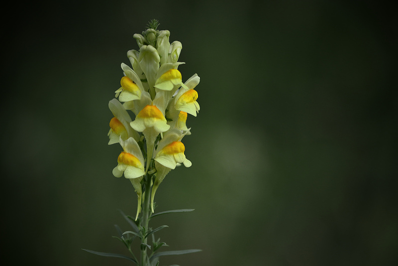 Lnice květel - Linaria vulgaris (1)