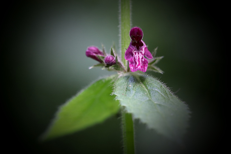 Čistec lesní - Stachys sylvatica (1)