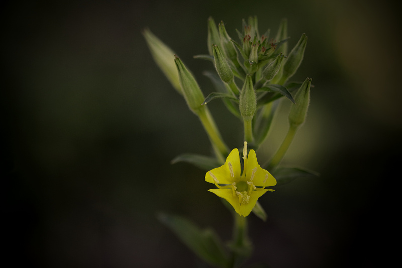 Pupalka dvouletá - Oenothera biennis (1)