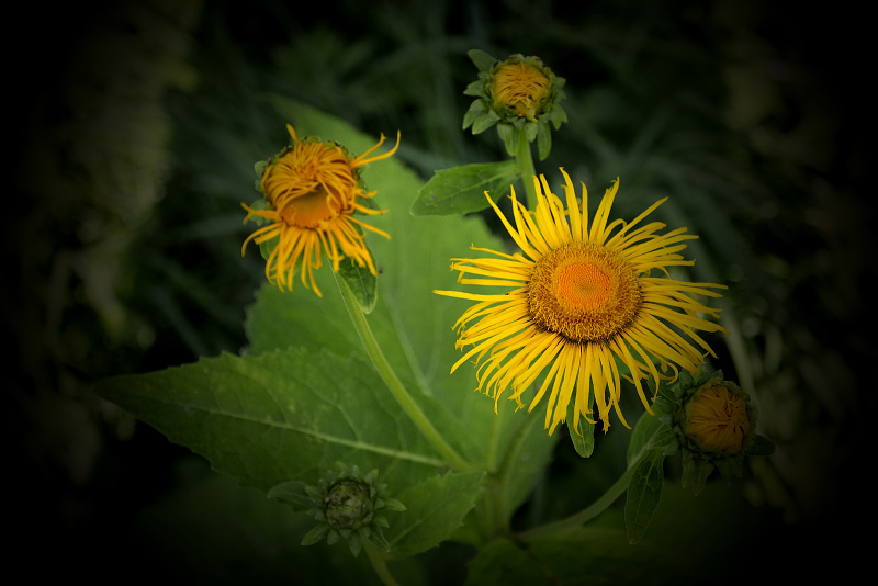 Kolotočník ozdobný - Telekia speciosa (1)