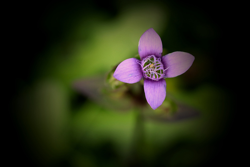 Hořeček ladní pobaltský - Gentianella campestris subsp. baltica C1 (3)