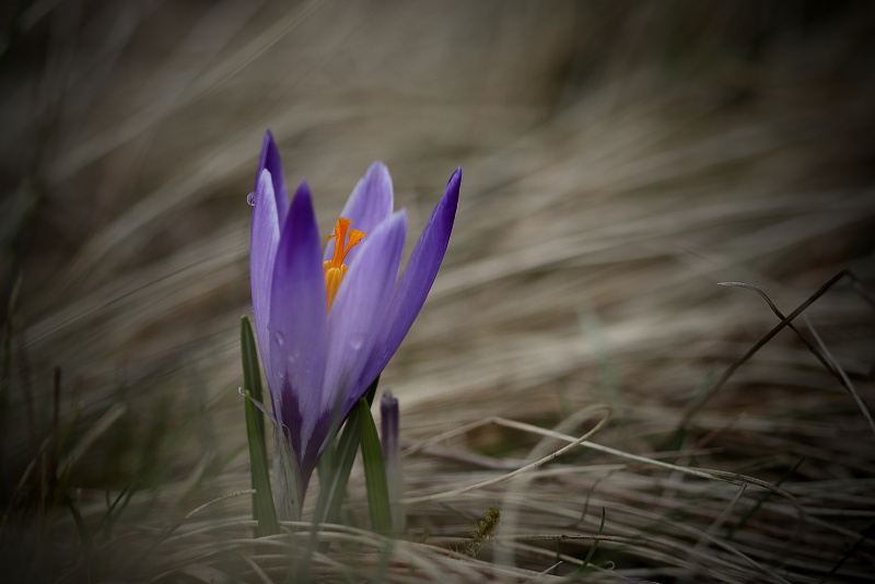 Šafrán karpatský - Crocus heuffelianus C1b (1)