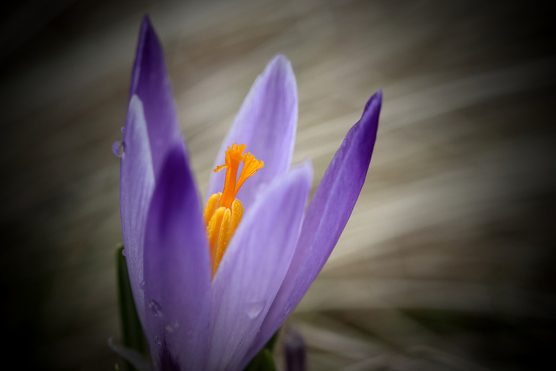 Šafrán karpatský - Crocus heuffelianus C1b (2)