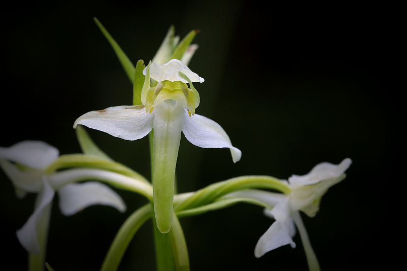 Vemeník zelenavý - Platanthera chlorantha C3 (2)