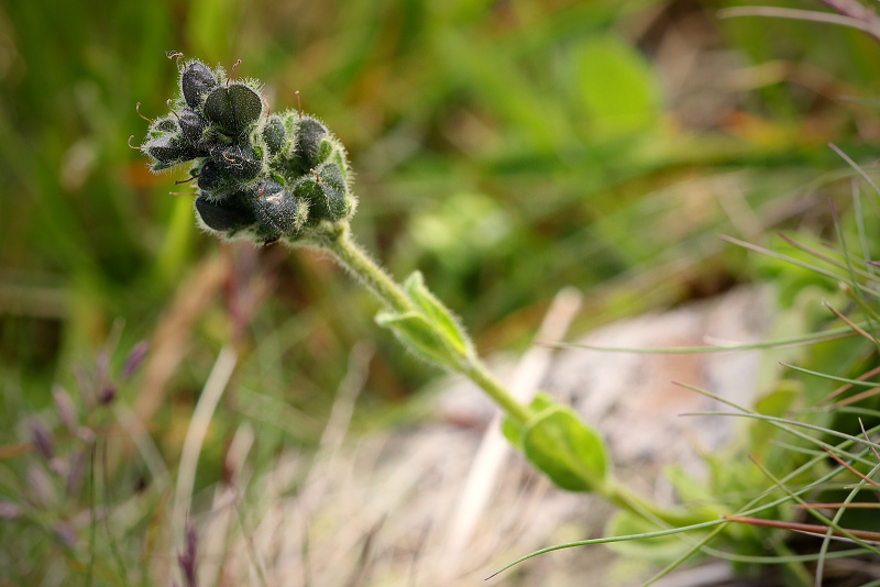 Rozrazil chudobkovitý - Veronica bellidioides C1r (2)