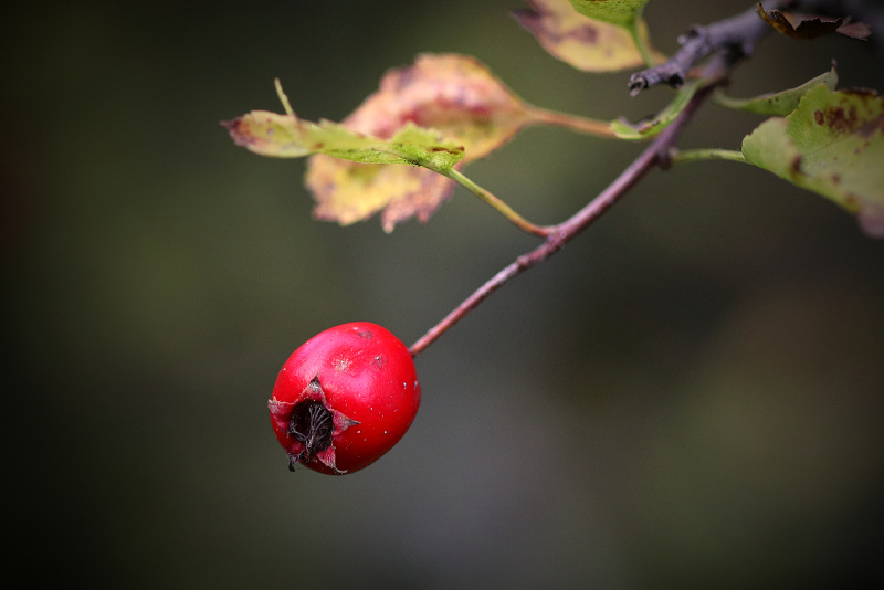 Hloh obecný - Crataegus laevigata (1)