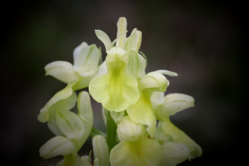 Vstavač bledý - Orchis pallens C2b (2)