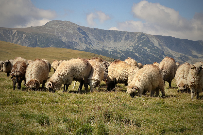 37 Transalpina
