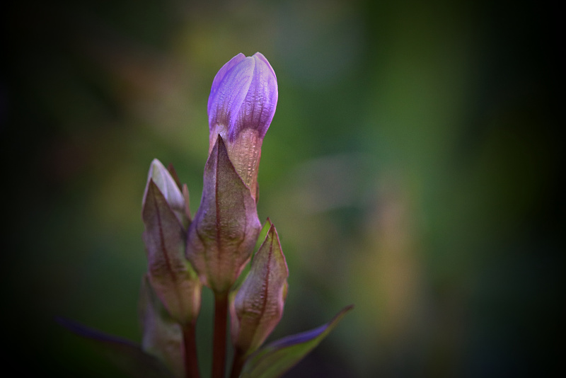 Hořeček ladní pobaltský - Gentianella campestris subsp. baltica C1t (4)