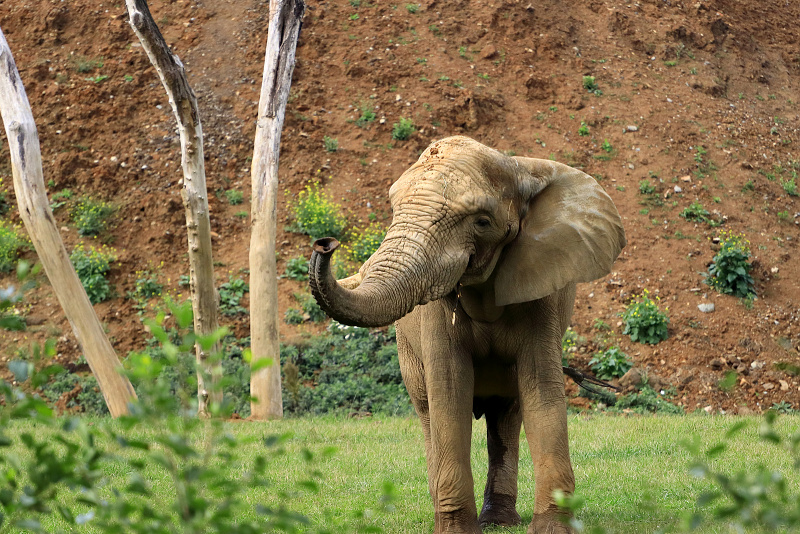 273 Slon africký