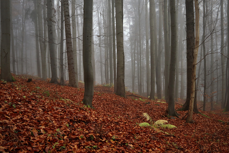 38 Sklenářovické údolí - Bartův les