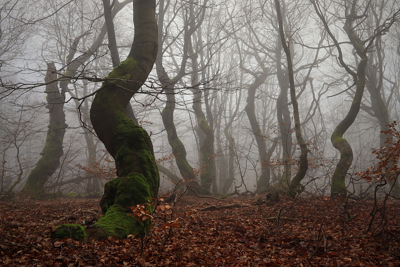 39 Dvorský les - Rýchorský prales