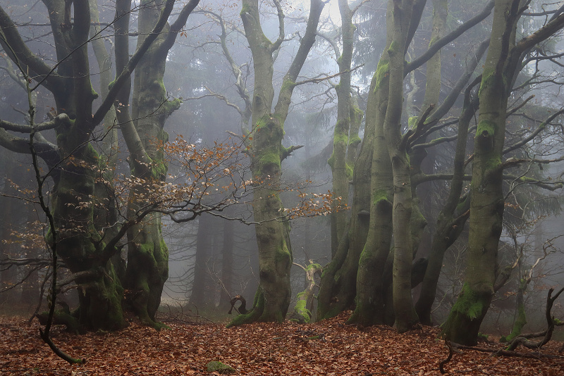 40 Dvorský les - Rýchorský prales