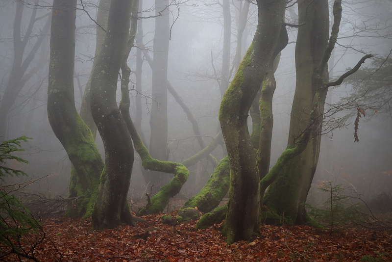 41 Dvorský les - Rýchorský prales