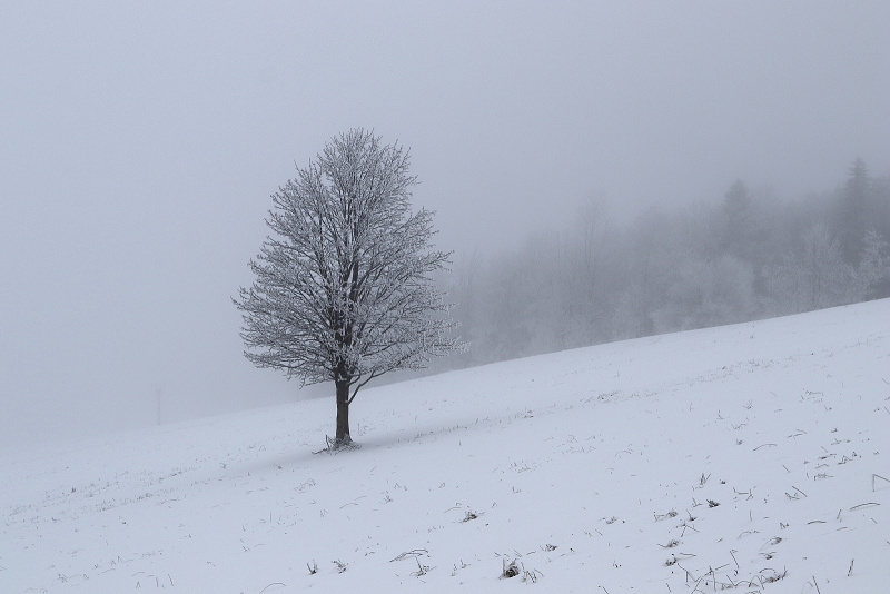01. Albeřické stráně