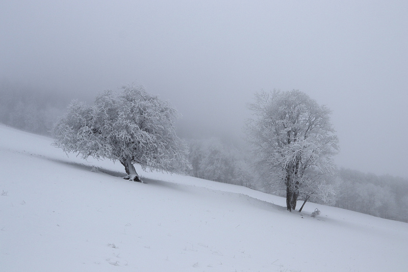 02. Albeřické stráně