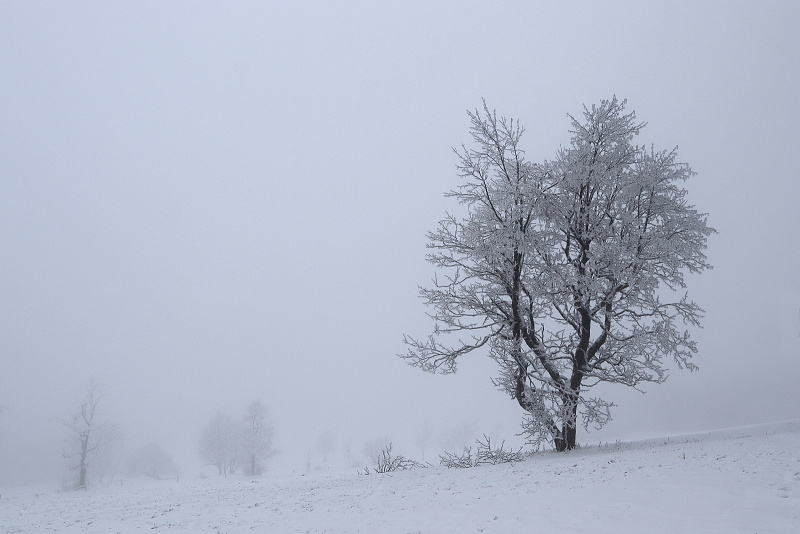 04. Albeřické stráně