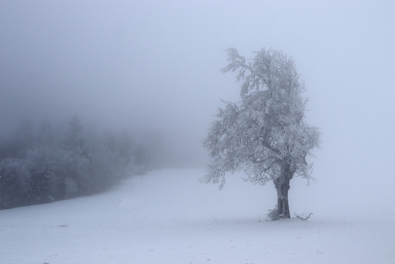 05. Albeřické stráně