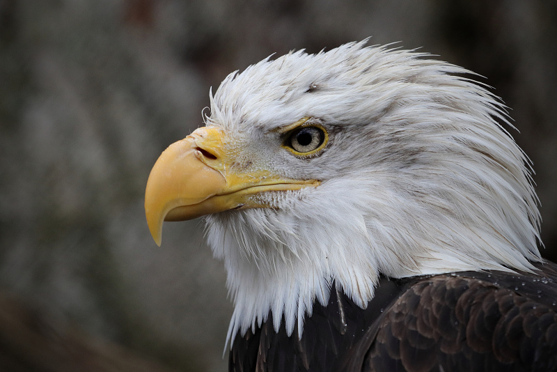 281 Orel bělohlavý