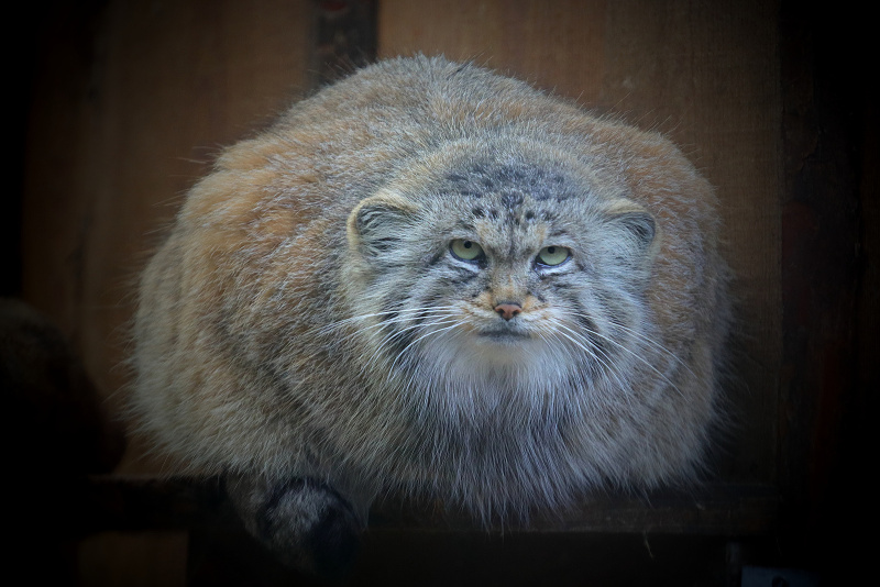 284 Manul
