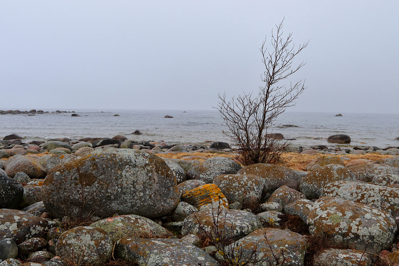 56 Mys Purekkari (Estonsko)