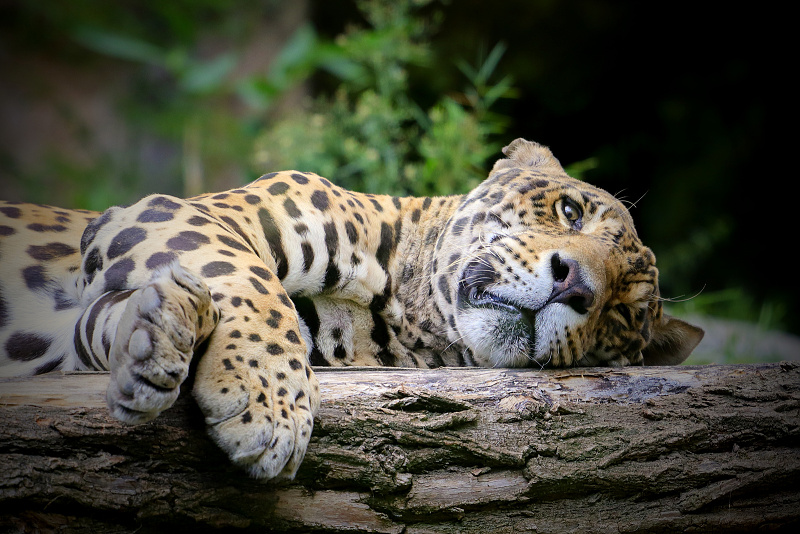 293 Jaguár americký